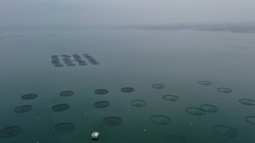 Denizi olmayan kentimizde yetiştirildi. 6 yaşına gelmeden cinsiyeti tespit edilemiyor. 100 kiloya ulaşabiliyor 3